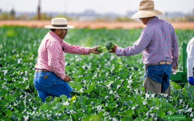 农民警告：持续热浪可能导致西兰花减产