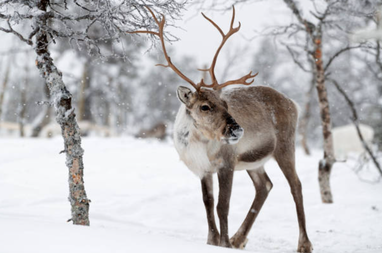 Study Warns Arctic Reindeer Could Nearly Vanish By 2100 — North Amеrica Hit Hardеst