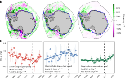 Les changements du phytoplancton antarctique pourraient perturber le stockage du carbone et les réseaux trophiques marins