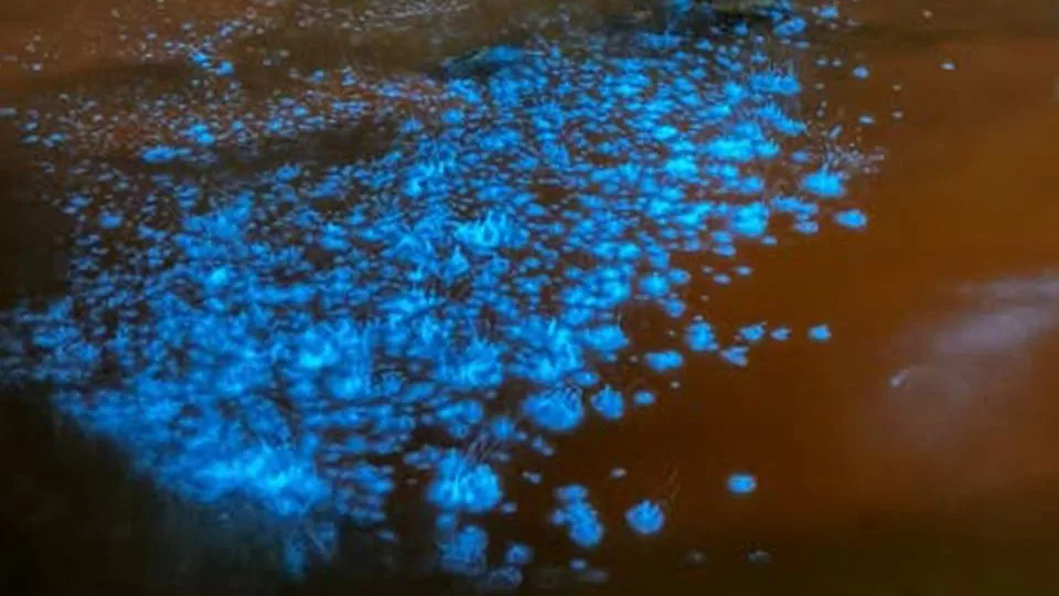 Cosmic Glow: Bioluminescent Algae Lights Up Melbourne’s St. Kilda Beach